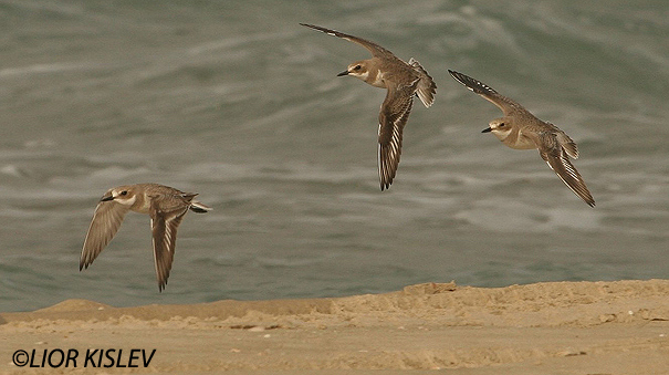  חופמי חוף  Greater Sand Plover Charadrius leschenaultii                     חוף הכרמל נובמבר 2005